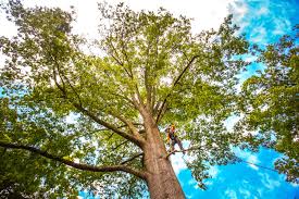 Trusted Glen Lyon, PA Tree Care Experts