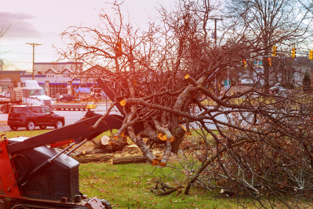 Glen Lyon, PA Tree Care Company