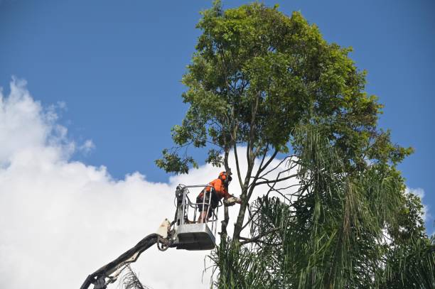 Seasonal Cleanup (Spring/Fall) in Glen Lyon, PA
