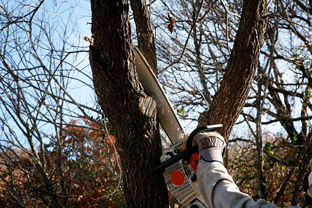 Lawn Renovation and Restoration in Glen Lyon, PA