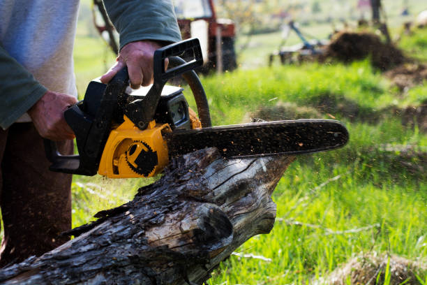 How Our Tree Care Process Works  in  Glen Lyon, PA