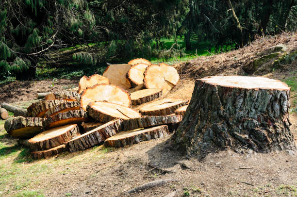 How Our Tree Care Process Works  in  Glen Lyon, PA